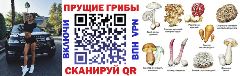 Купить  Билибино  Галлюциногенные грибы Psilocybine cubensis 